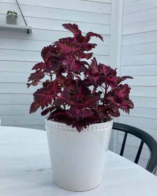 beautiful stunning Coleus varieties in purple