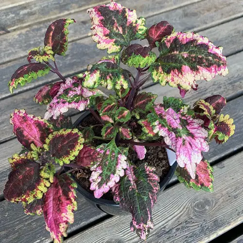 stunning Coleus variations in purple