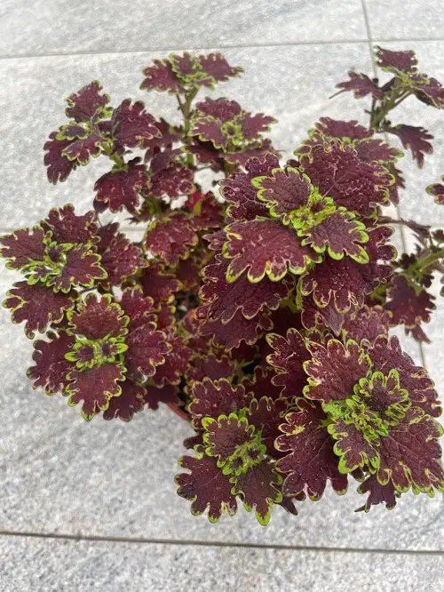 best wonderful Coleus different types in purple