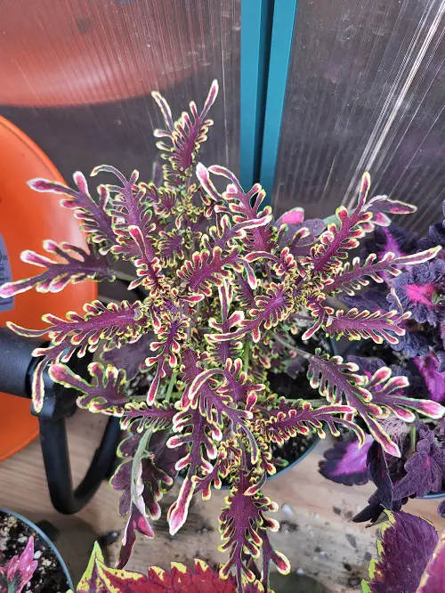 charming Coleus different types in purple