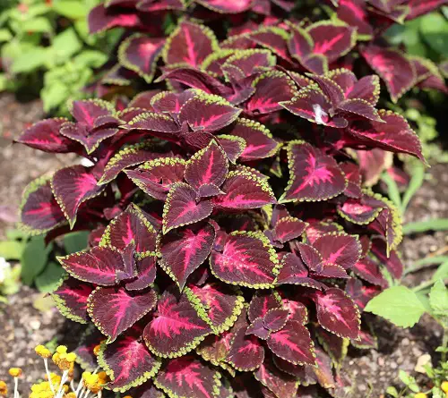 Purple Coleus Varieties 
