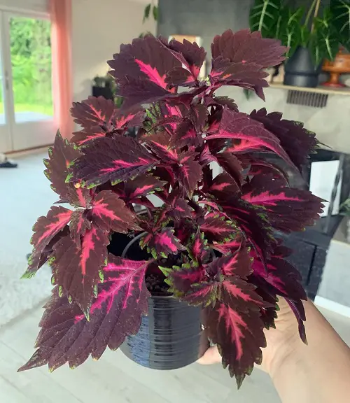 Top Purple Coleus Types