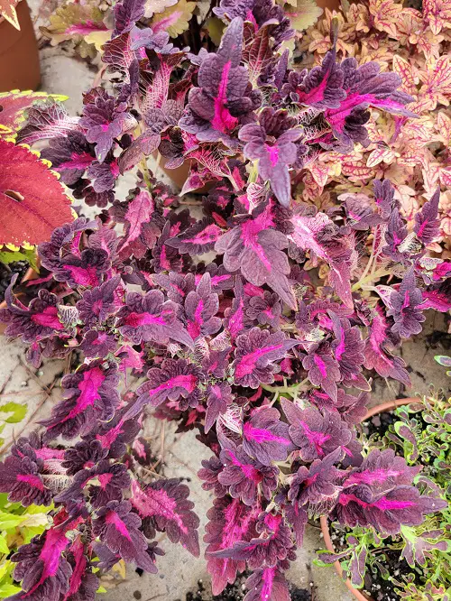 Top Purple Coleus Types