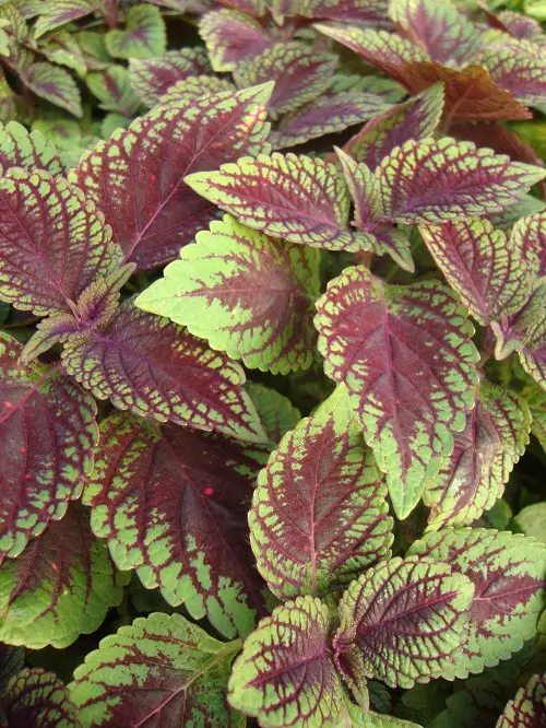 best top varieties of purple coleus 