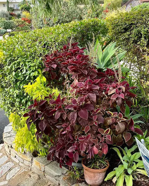 Varieties of Purple Coleus