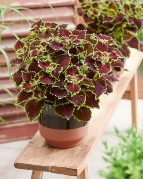 Purple Coleus Varieties 