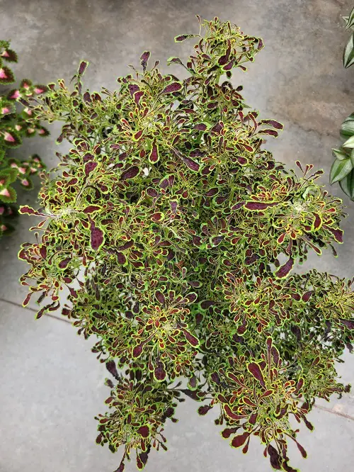 amazing Purple Coleus Types