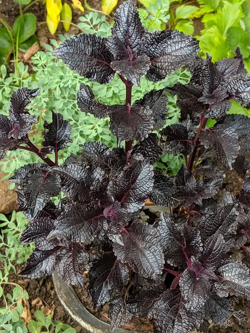 Purple Coleus Varieties in yard
