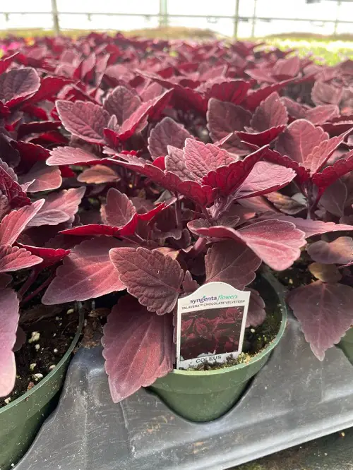 gorgeous Coleus varieties in purple