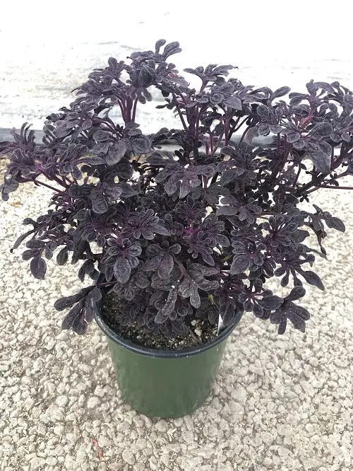 beautiful varieties of purple coleus