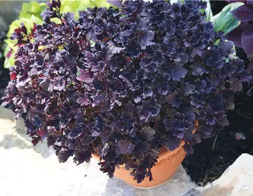 beautiful Purple Coleus Varieties