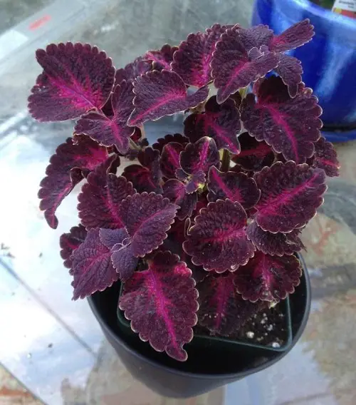 lovely Gorgeous Purple Coleus Types