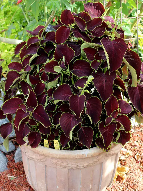 Purple Coleus Varieties in garden