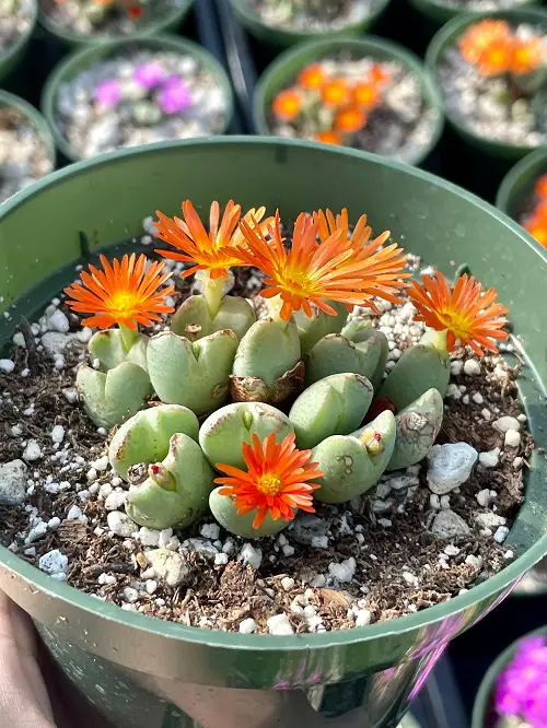 top best Cactus and Succulents that Germinate in Less than 5 Days