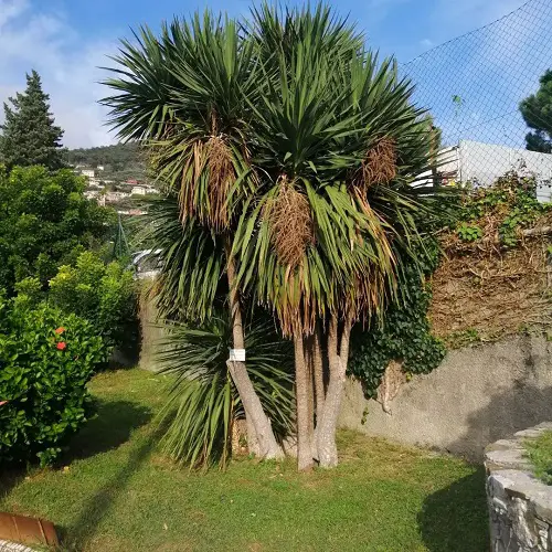 Plants Similar To Yucca 3