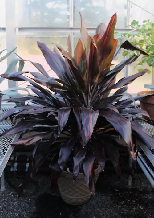 best Black Flowers and Plants to Add Drama to Your Garden