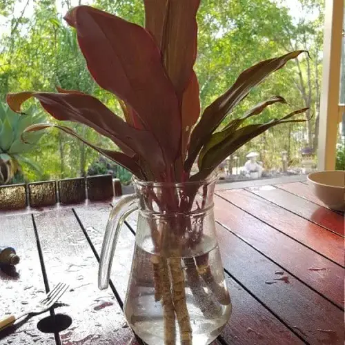 top best Big Leaf Houseplants that Grow in Just Water
