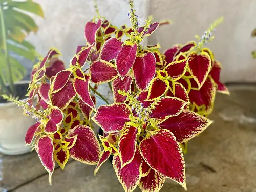beautifuul Purple Coleus Varieties 36