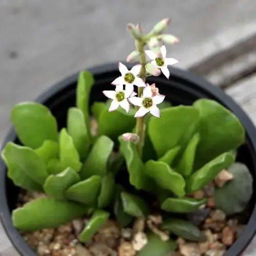 best Stunning Succulents With White Flowers