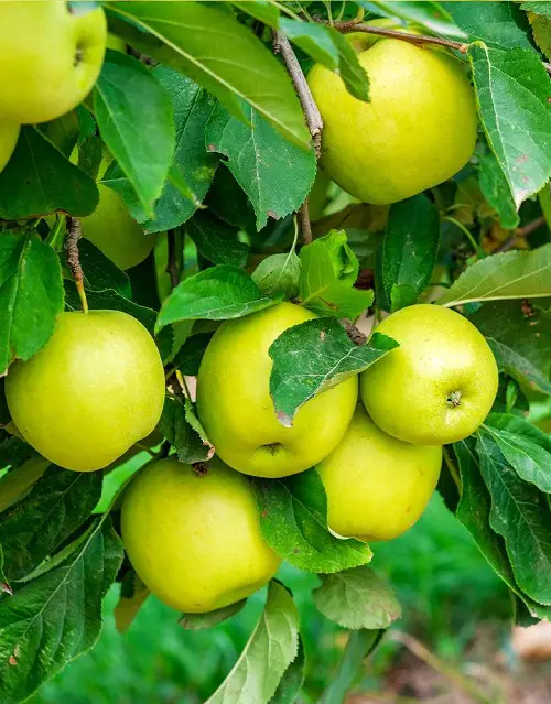Garden Varieties of Yellow Apples 