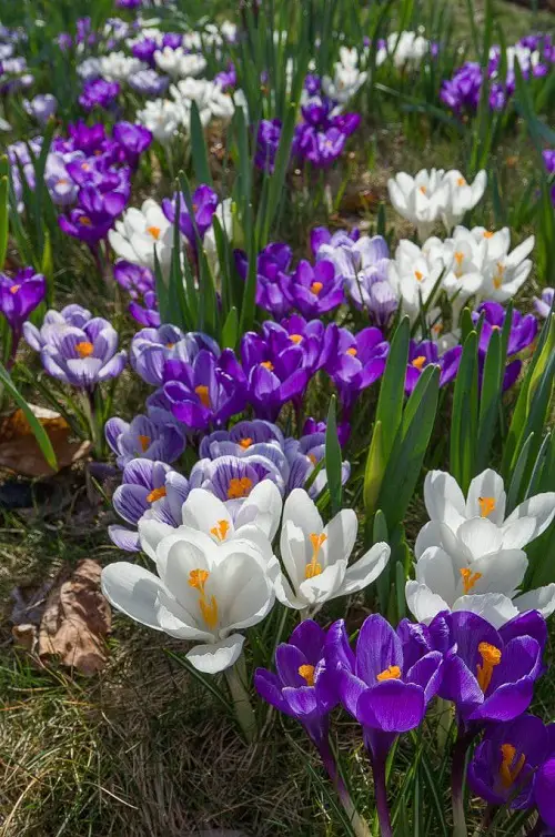 beautiful Lavender-Purple Color Flowers