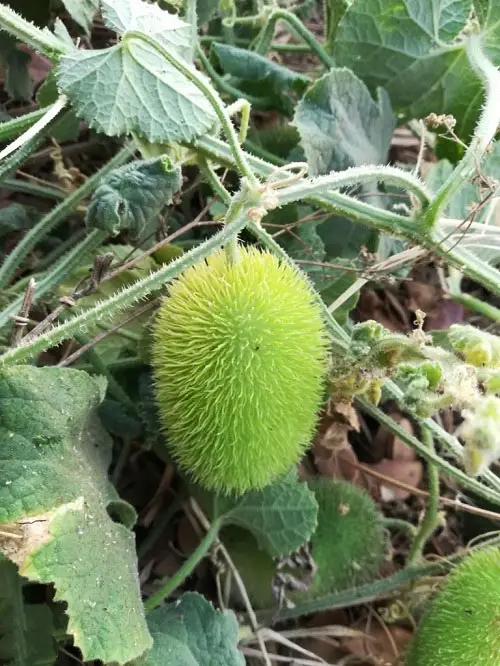 best Vegetables That Look Like Cucumbers