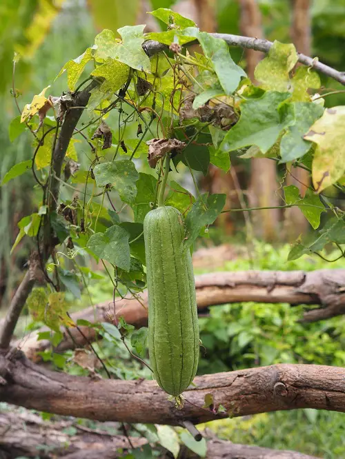 Veggies That Remind Me of Cucumbers
