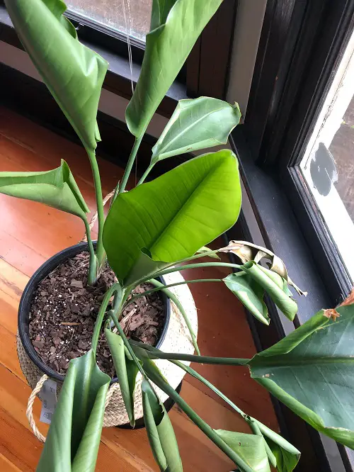 Curling Leaves