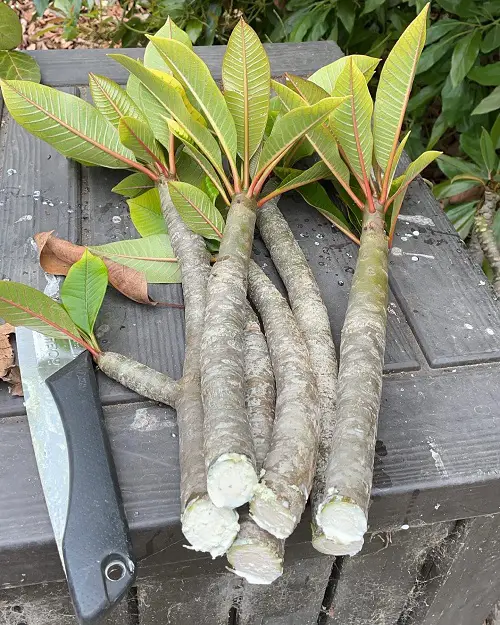 How to Grow Plumeria from Cuttings