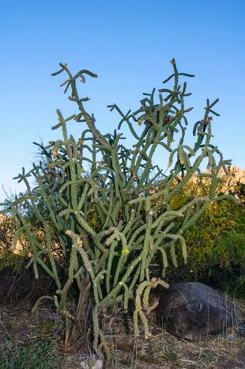 The Best Varieties of Columnar Cacti 