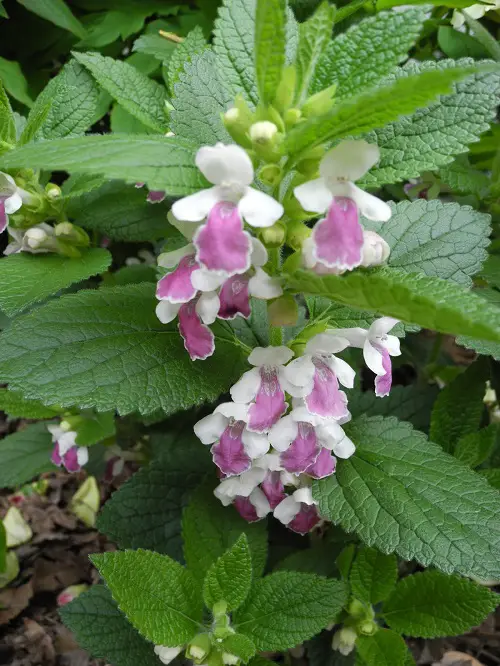 Flowers that Look Like Orchids in garden