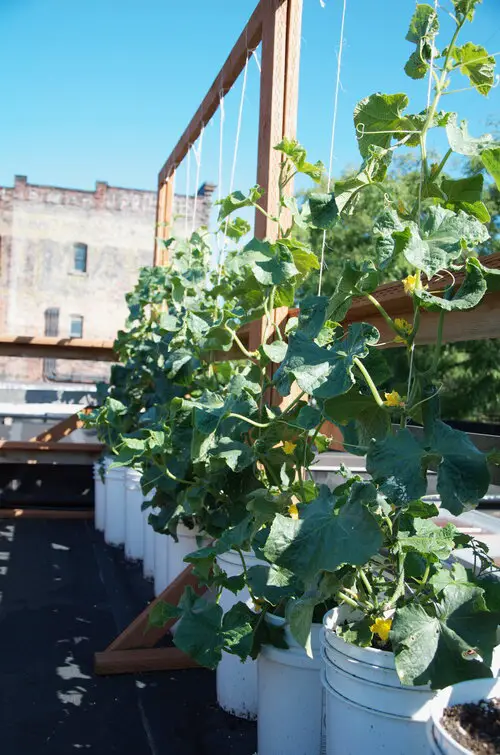 Patio Vegetable Garden Ideas 9