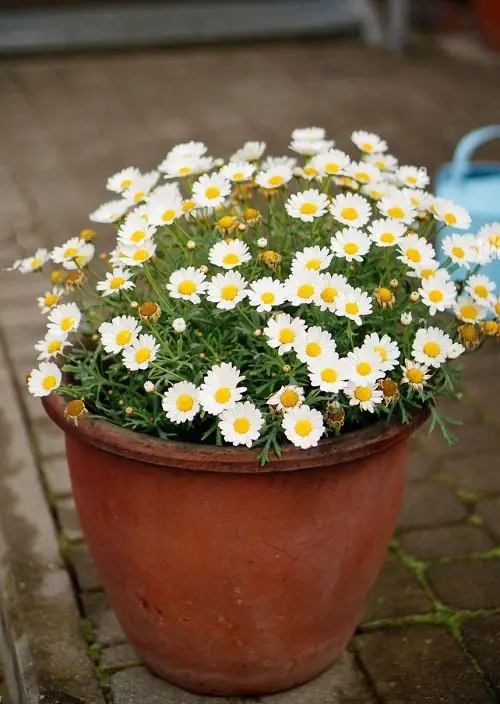 best Google lists the world's most popular flowers.
