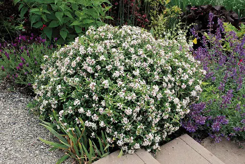 Low Maintenance Evergreen Shrubs 
