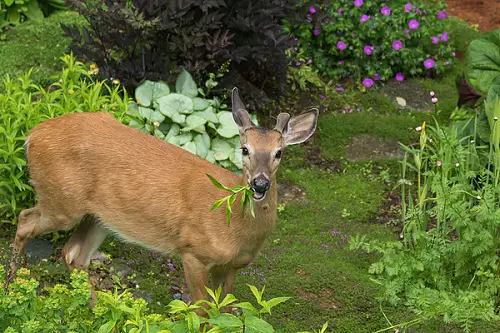 best Do Deer Eat Coleus