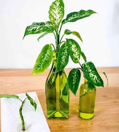 amazing Big Leaf Houseplants that Grow in Just Water