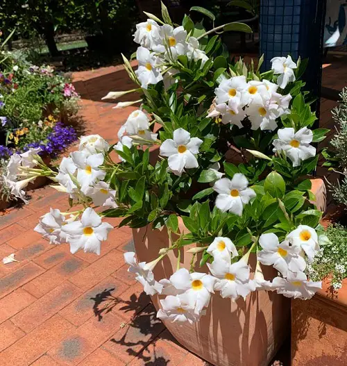 Beautiful Dipladenia Types 