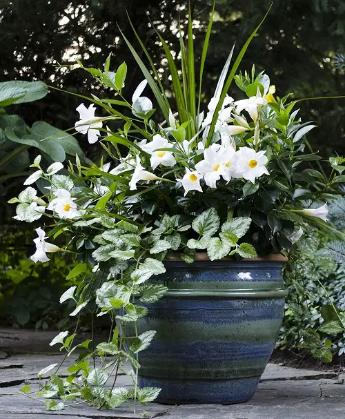 lovely Beautiful Dipladenia Types 