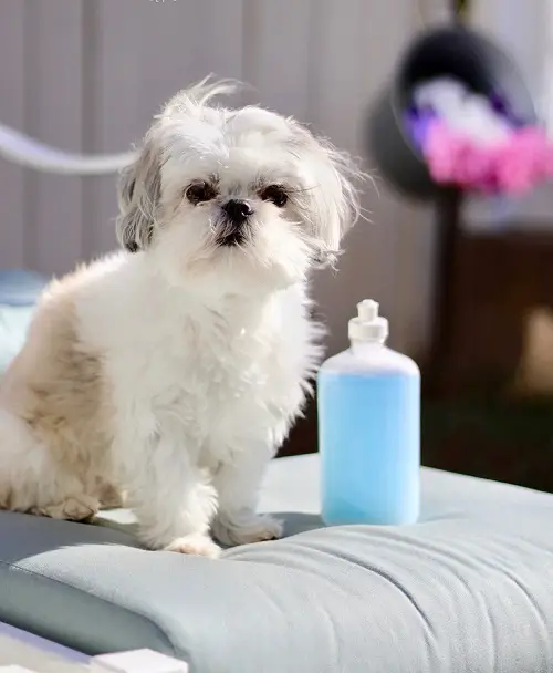 A Good Flea Killer