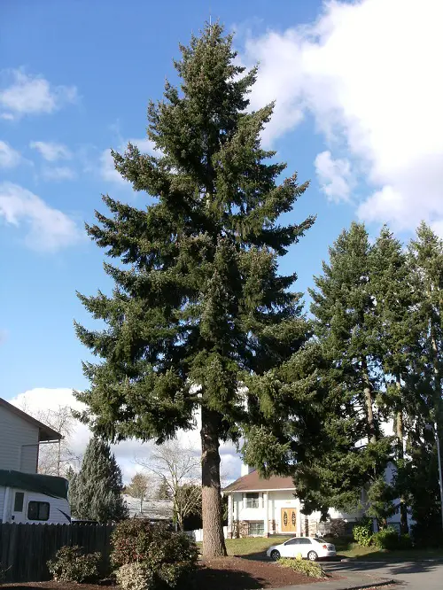 Gorgeous Trees to Lower Pollution