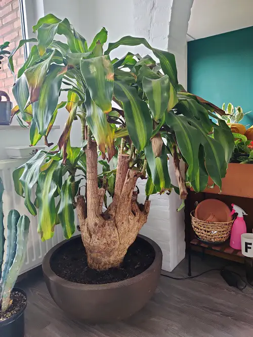 best Concepts for Urban Jungle Plants