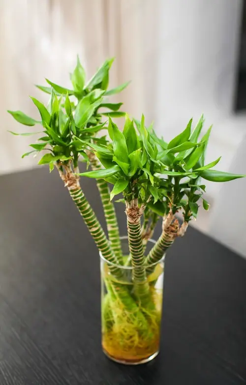best Big Leaf Houseplants that Grow in Just Water