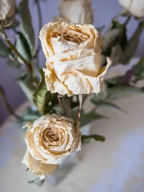 Death-Representing Flowers
