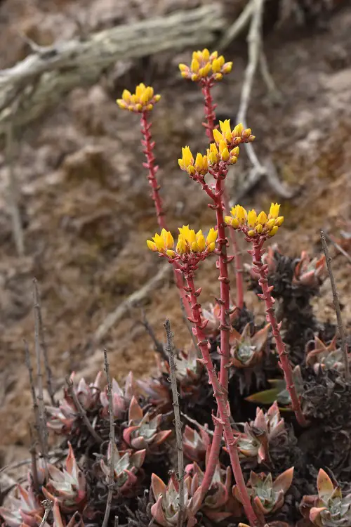 best Common California Native Plants