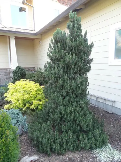 The Greatest Evergreen Shrubs for Low Upkeep
