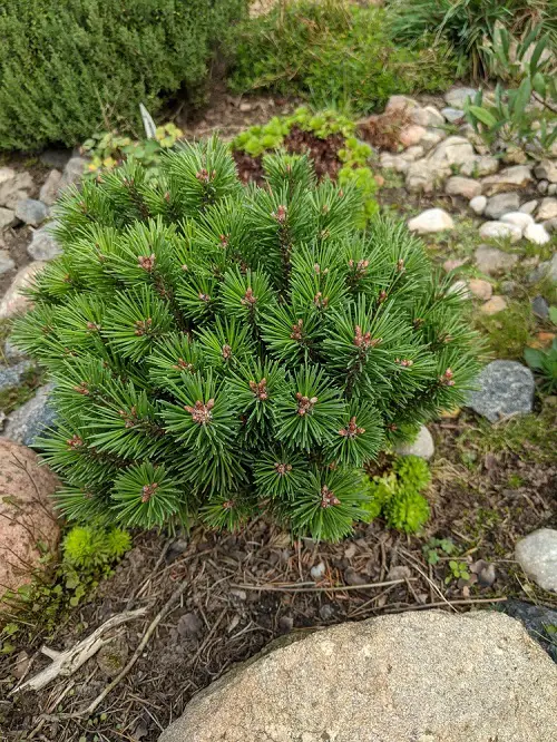 best The Greatest Evergreen Shrubs for Low Upkeep
