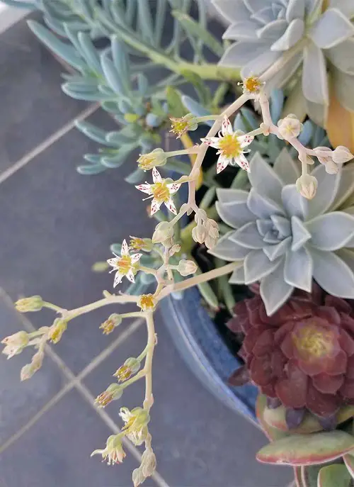 lovely Stunning Succulents With White Flowers