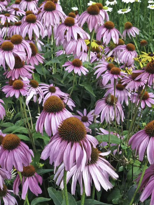 Amazing Top Native Plants in Chicago