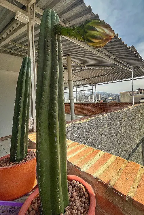 lovely Best Types of Columnar Cactus Varieties