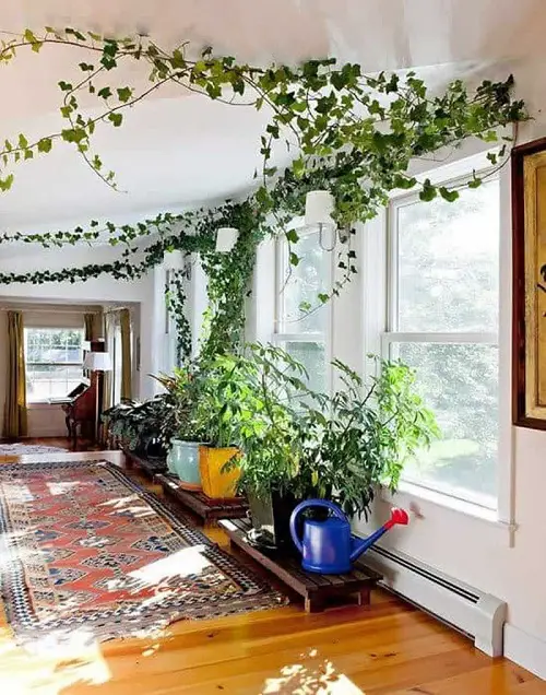 Ideas for Urban Jungle Plants